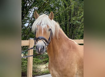 Haflinger / Avelignese, Giumenta, 8 Anni, 148 cm, Sauro