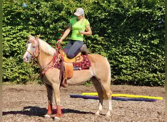 Haflinger / Avelignese, Giumenta, 8 Anni, 150 cm, Sauro