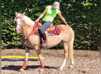 Haflinger / Avelignese, Giumenta, 8 Anni, 150 cm, Sauro