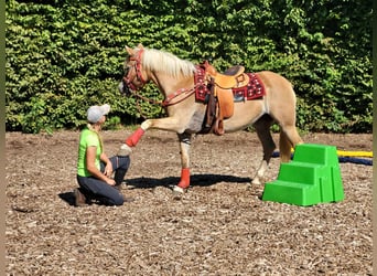 Haflinger / Avelignese, Giumenta, 8 Anni, 150 cm, Sauro