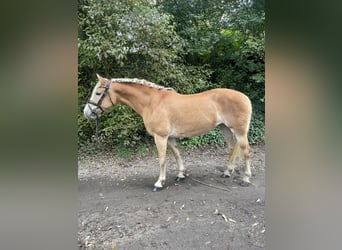 Haflinger / Avelignese, Giumenta, 9 Anni, 146 cm, Sauro