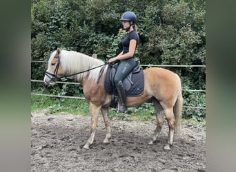 Haflinger / Avelignese, Giumenta, 9 Anni, 146 cm, Sauro