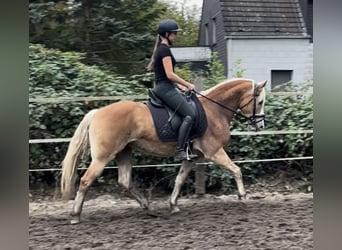 Haflinger / Avelignese, Giumenta, 9 Anni, 146 cm, Sauro