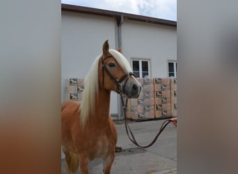 Haflinger / Avelignese, Giumenta, 9 Anni, 147 cm, Sauro