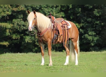 Haflinger / Avelignese, Giumenta, 9 Anni, 147 cm, Sauro scuro