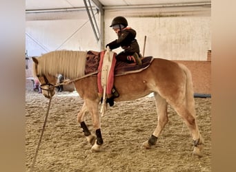 Haflinger / Avelignese, Giumenta, 9 Anni, 148 cm, Sauro