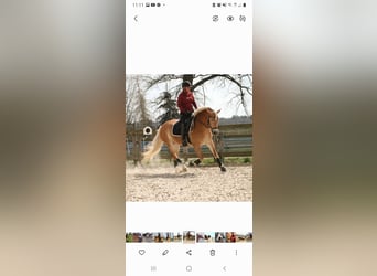Haflinger / Avelignese, Giumenta, 9 Anni, 151 cm, Sauro