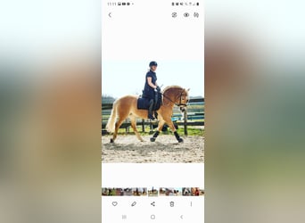 Haflinger / Avelignese, Giumenta, 9 Anni, 151 cm, Sauro
