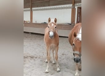 Haflinger / Avelignese, Giumenta, Puledri (05/2024), 127 cm, Sauro