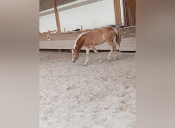 Haflinger / Avelignese, Giumenta, Puledri (05/2024), 127 cm, Sauro