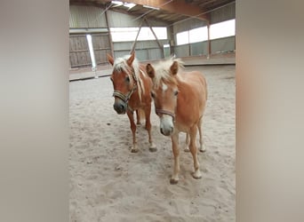 Haflinger / Avelignese, Giumenta, Puledri (05/2024), 127 cm, Sauro