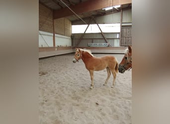 Haflinger / Avelignese, Giumenta, Puledri (05/2024), 127 cm, Sauro