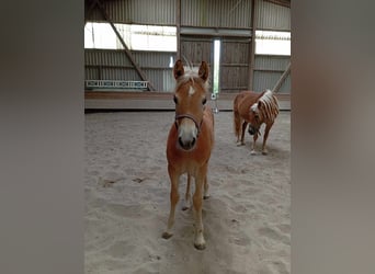 Haflinger / Avelignese, Giumenta, Puledri (05/2024), 127 cm, Sauro