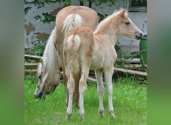 Haflinger / Avelignese, Giumenta, Puledri
 (04/2024), 148 cm