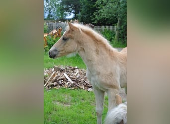 Haflinger / Avelignese, Giumenta, Puledri
 (04/2024), 148 cm