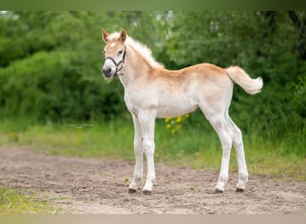 Haflinger / Avelignese, Giumenta, Puledri
 (04/2023), 152 cm