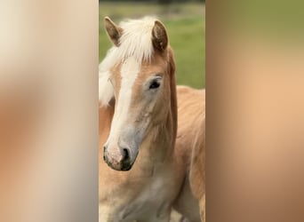 Haflinger / Avelignese, Giumenta, Puledri (04/2024), 154 cm, Sauro