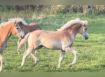 Haflinger / Avelignese, Giumenta, Puledri
 (04/2024), 154 cm, Sauro