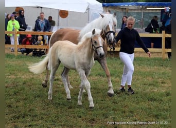 Haflinger / Avelignese, Giumenta, Puledri
 (03/2023)