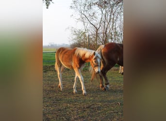 Haflinger / Avelignese, Giumenta, Puledri (03/2024)