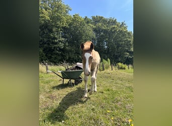 Haflinger / Avelignese Mix, Giumenta, Puledri
 (04/2024), Palomino