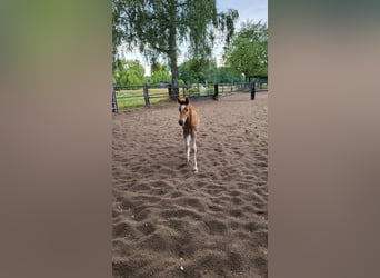 Haflinger / Avelignese Mix, Giumenta, Puledri
 (06/2023), Pezzato