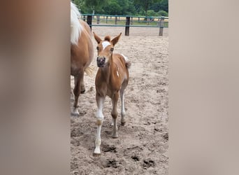 Haflinger / Avelignese Mix, Giumenta, Puledri
 (06/2023), Pezzato