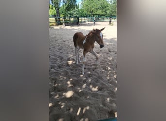 Haflinger / Avelignese Mix, Giumenta, Puledri
 (06/2023), Pezzato