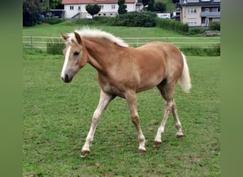 Haflinger / Avelignese, Giumenta, Puledri (03/2024), Sauro