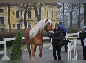 Haflinger / Avelignese, Stallone, 12 Anni, 153 cm, Sauro