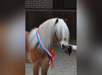 Haflinger / Avelignese, Stallone, 12 Anni, 153 cm, Sauro