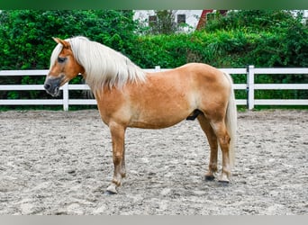 Haflinger / Avelignese, Stallone, 15 Anni, 150 cm, Sauro