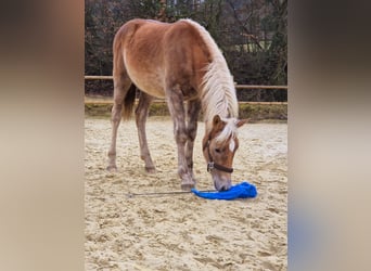 Haflinger / Avelignese, Stallone, 1 Anno, 130 cm, Sauro