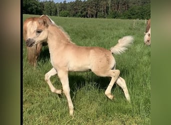 Haflinger / Avelignese, Stallone, 1 Anno, 150 cm