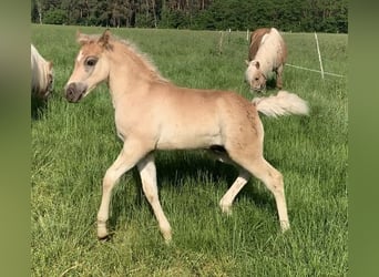 Haflinger / Avelignese, Stallone, 1 Anno, 150 cm