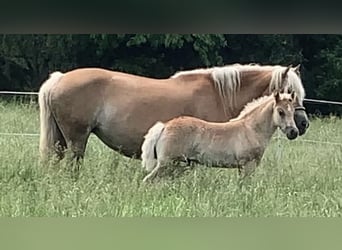 Haflinger / Avelignese, Stallone, 1 Anno, 150 cm