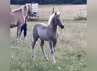 Haflinger / Avelignese, Stallone, 1 Anno, 150 cm