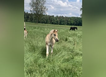 Haflinger / Avelignese, Stallone, 1 Anno, 150 cm