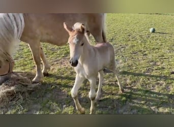 Haflinger / Avelignese, Stallone, 1 Anno, 150 cm