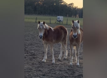 Haflinger / Avelignese, Stallone, 1 Anno, 150 cm, Sauro