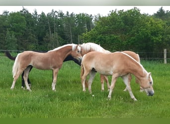 Haflinger / Avelignese, Stallone, 1 Anno, 150 cm, Sauro