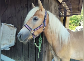 Haflinger / Avelignese, Stallone, 1 Anno, 150 cm, Sauro