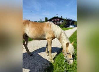 Haflinger / Avelignese, Stallone, 1 Anno, 150 cm, Sauro