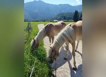 Haflinger / Avelignese, Stallone, 1 Anno, 150 cm, Sauro