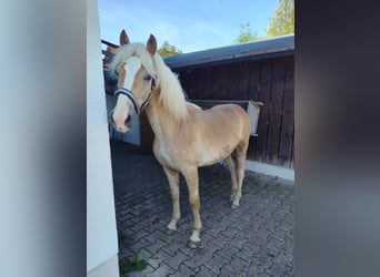 Haflinger / Avelignese, Stallone, 1 Anno, 150 cm, Sauro