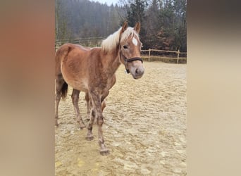 Haflinger / Avelignese, Stallone, 1 Anno, 150 cm, Sauro