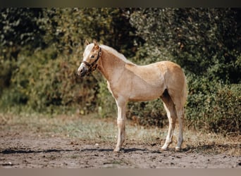 Haflinger / Avelignese, Stallone, 1 Anno, 152 cm