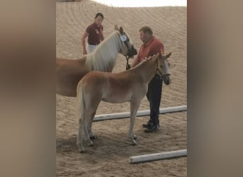 Haflinger / Avelignese, Stallone, 1 Anno, 152 cm