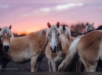 Haflinger / Avelignese, Stallone, 1 Anno, 152 cm