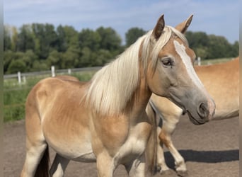 Haflinger / Avelignese, Stallone, 1 Anno, 152 cm